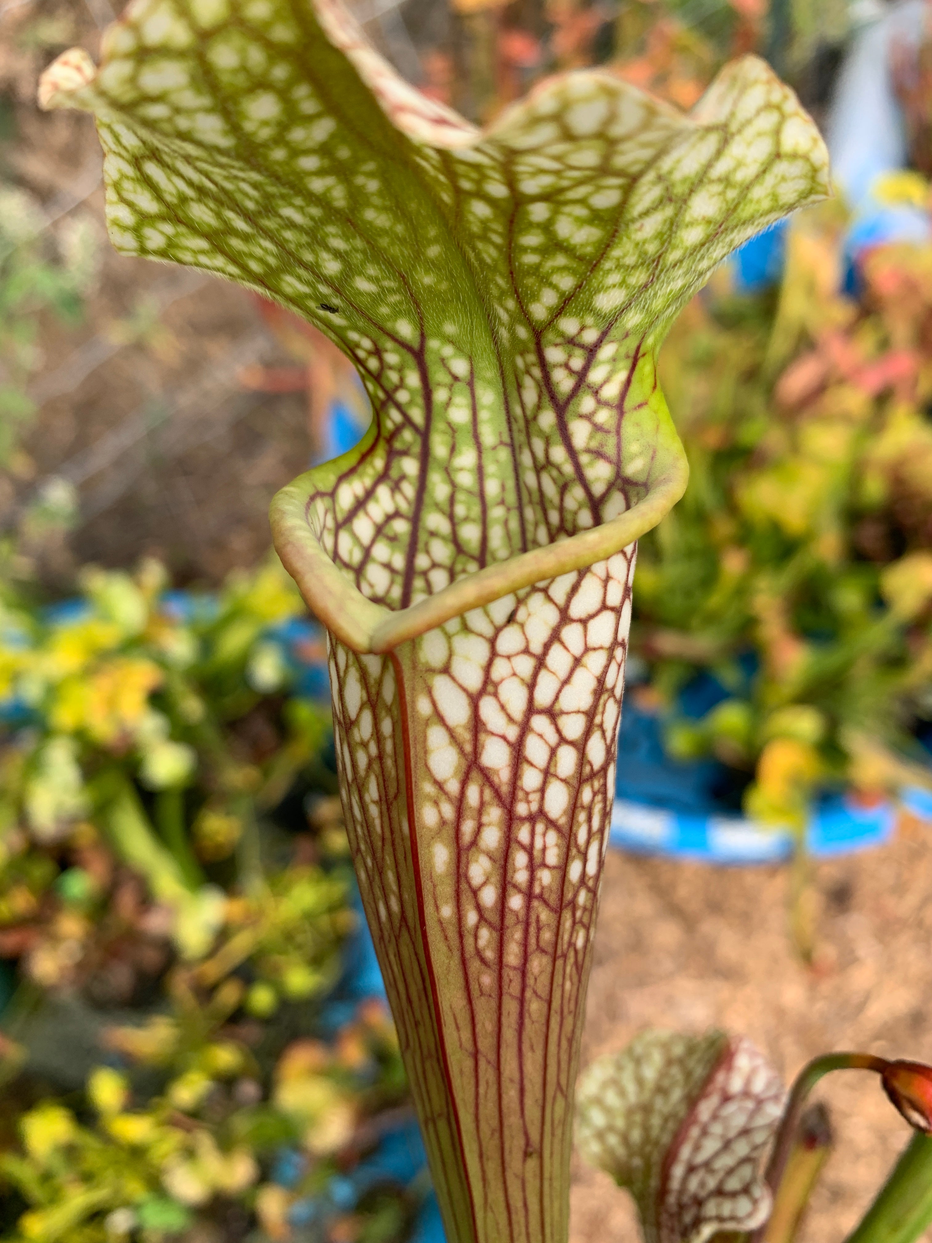 Sarracenia areolata x leucophylla Mike King Clone H121