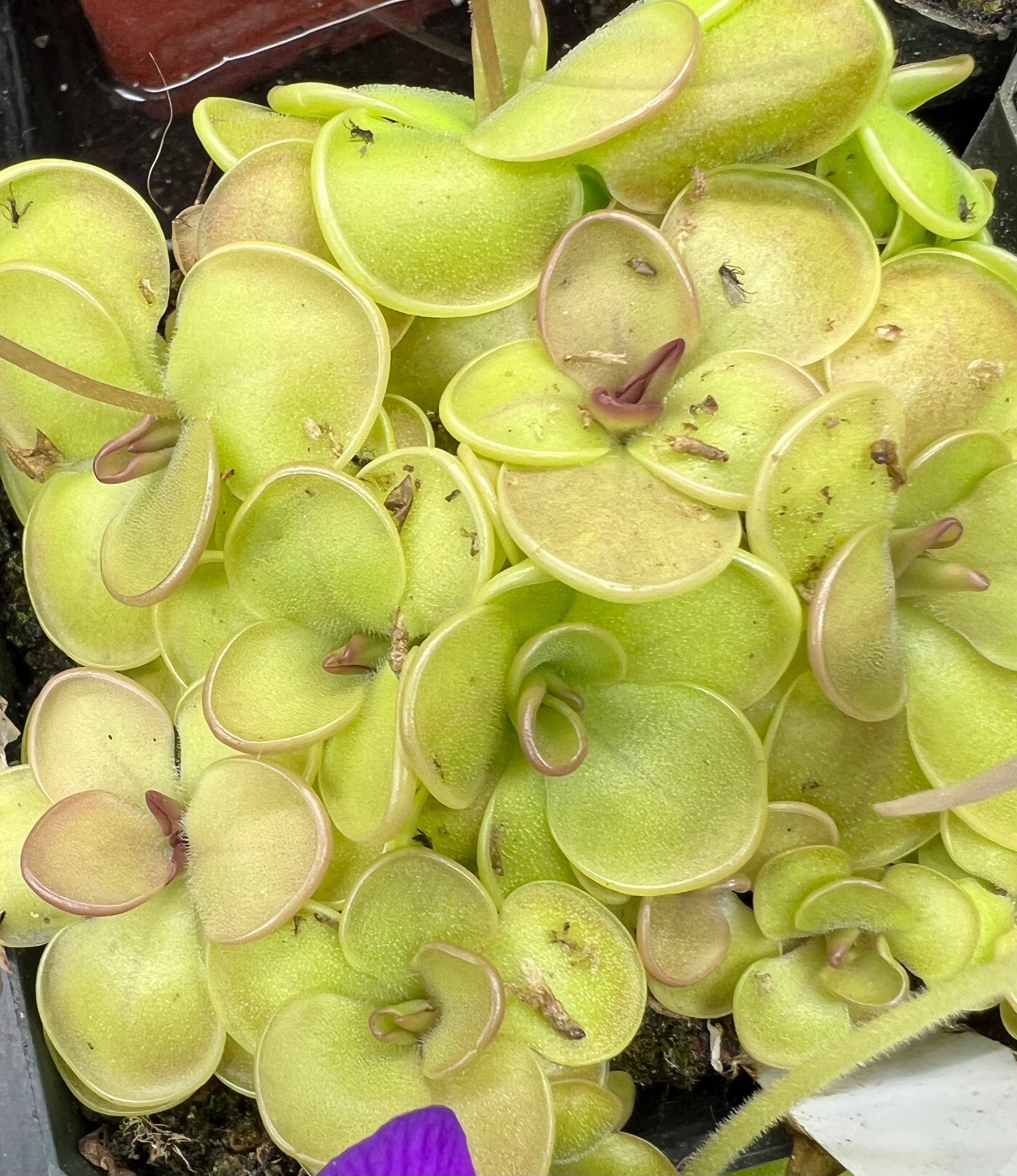 Pinguicula 'Hanka'