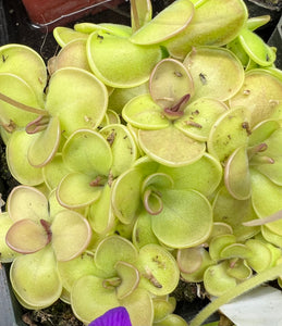 Pinguicula 'Hanka'