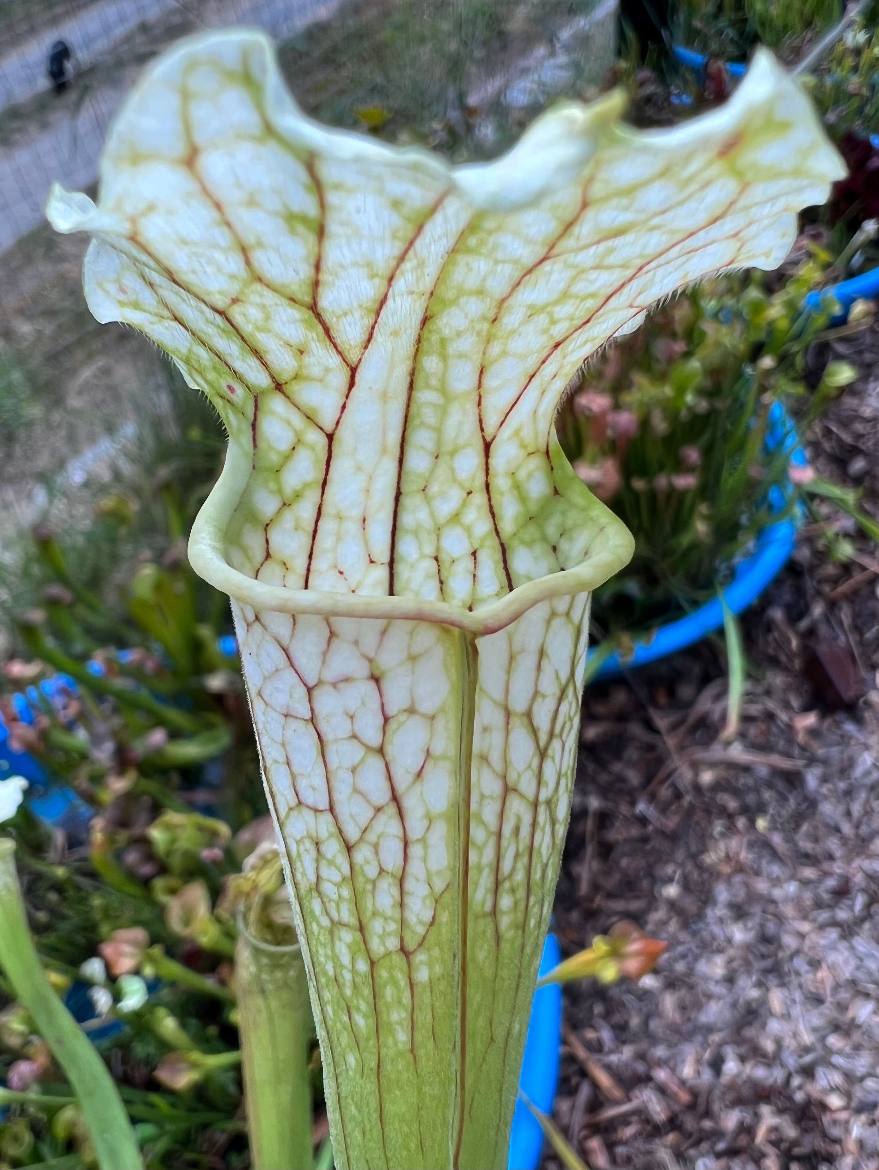 Sarracenia x areolata "Fall's Phantom"