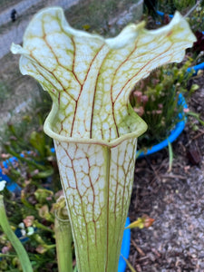 Sarracenia x areolata "Fall's Phantom"