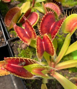 Venus Flytrap 'BCP Red Bull'