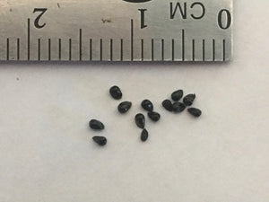 Venus Flytrap 'SD Kronos' 10+ Seeds