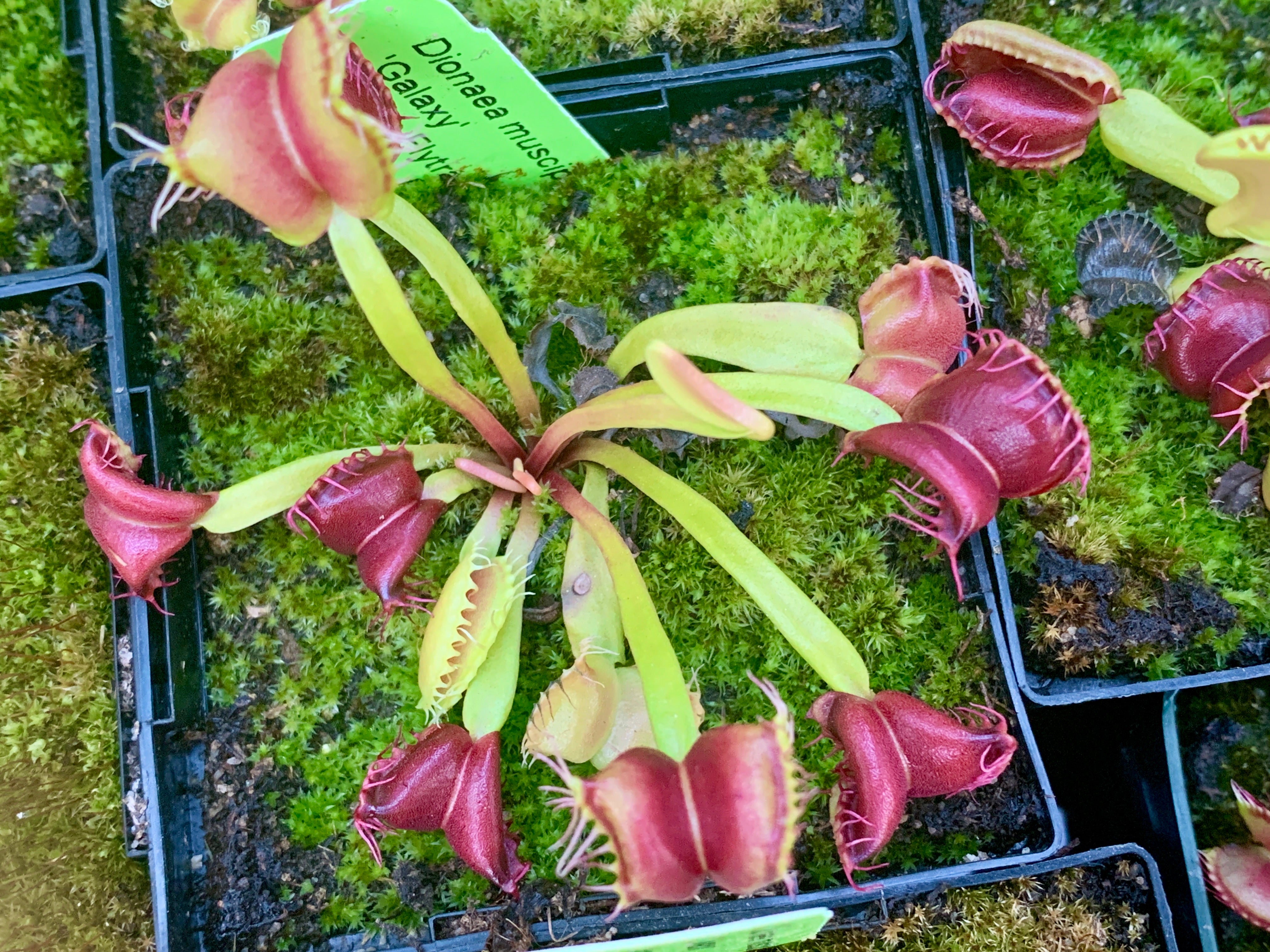 Venus Flytrap 'Galaxy'