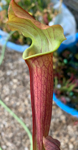 Sarracenia rubra ssp. wherryii Mobile Co. Alabama "Red Pitchers"