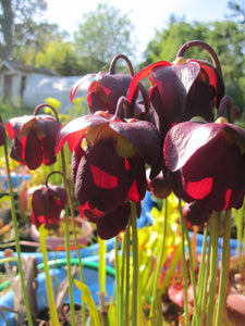 Sarracenia jonseii "Profuse flowering clone"