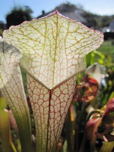 Sarracenia leucophylla "CPS minor Giant"