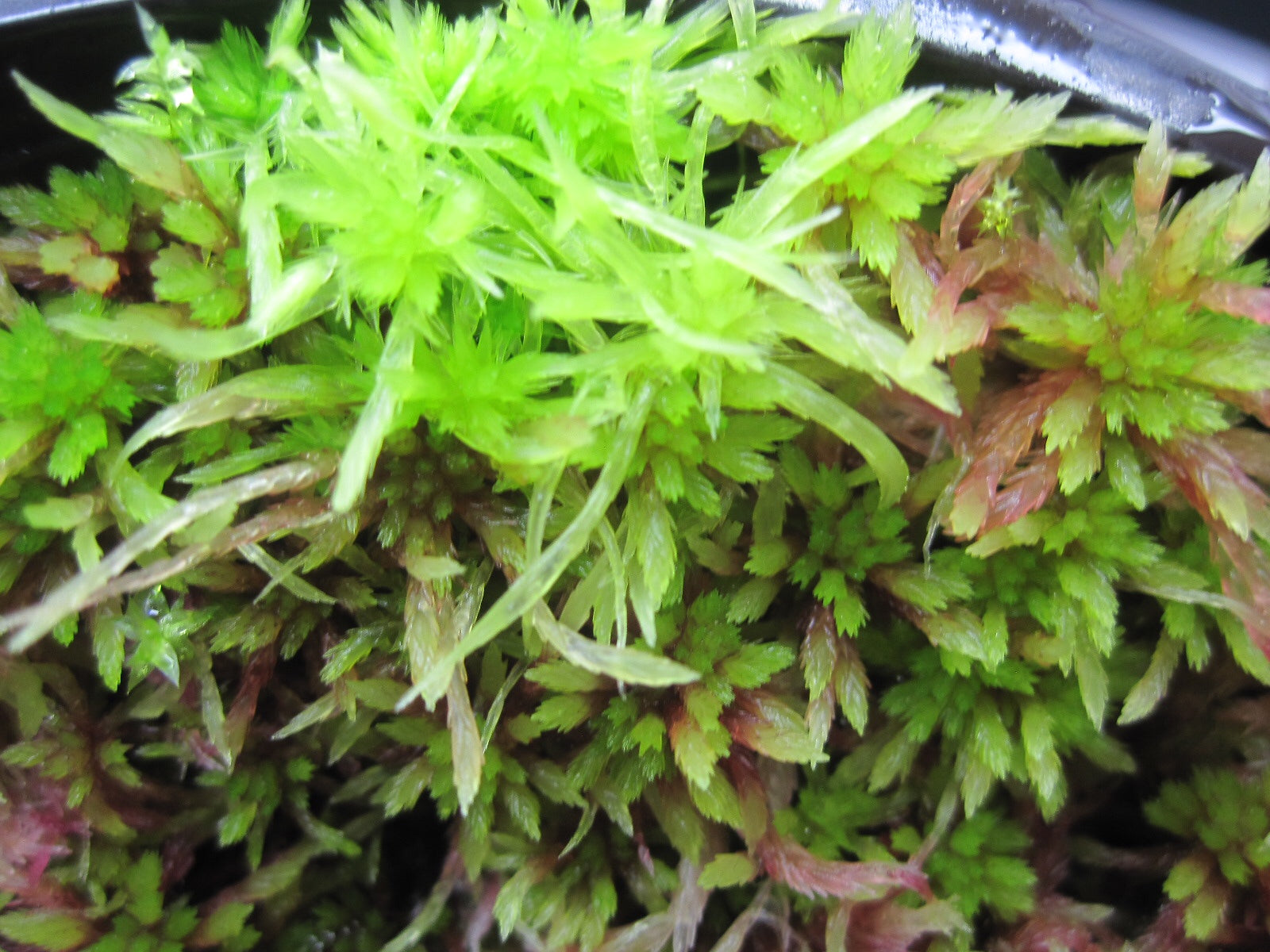 Live Sphagnum moss 60+ grams