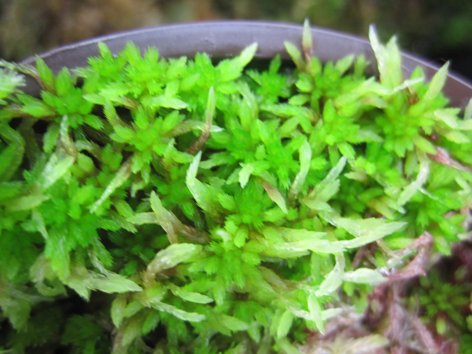 Live Sphagnum moss 60+ grams
