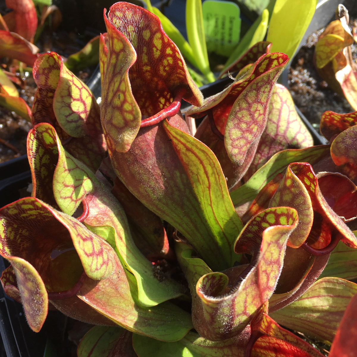 Sarracenia “Lounge Lizard” x open-pollinated 10+ Seeds – Carnivorous ...