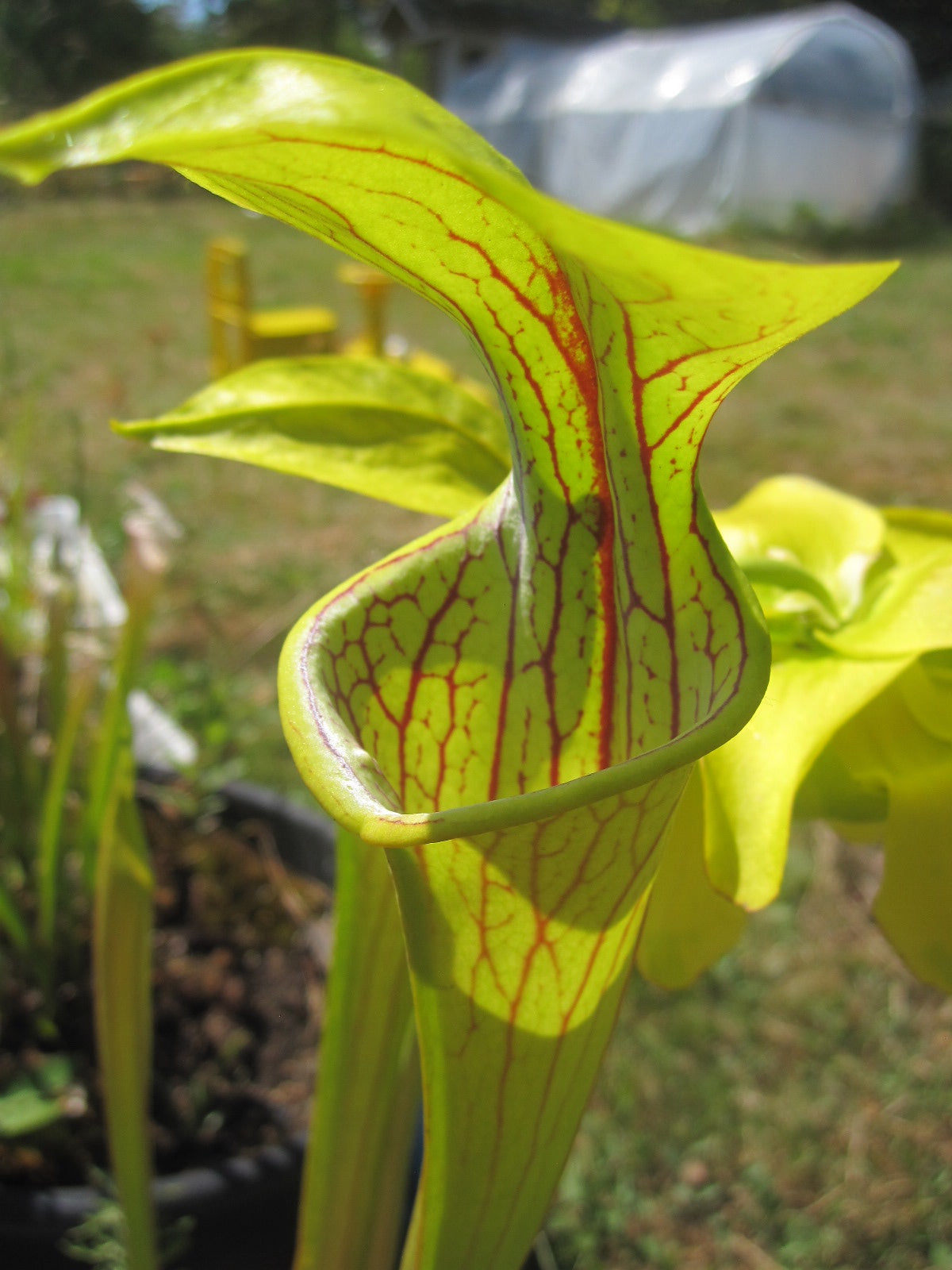 Sarracenia oreophila 'Sand Mountain'