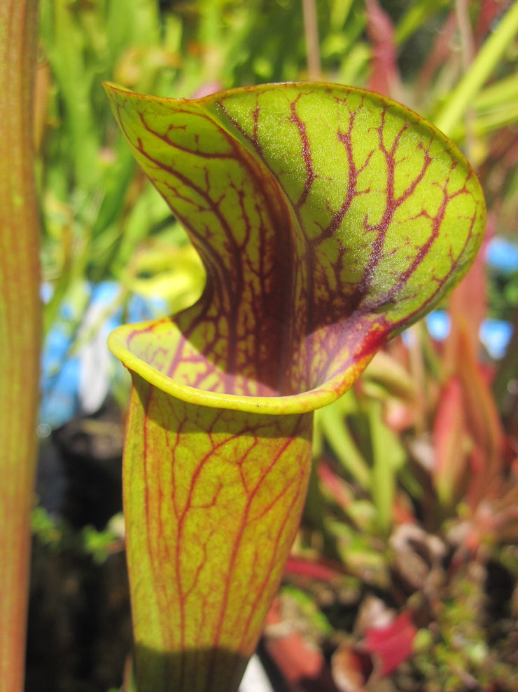 Sarracenia North American Pitcher Plants – Carnivorous Plant Store