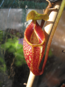 Nepenthes talangensis Seed Grown
