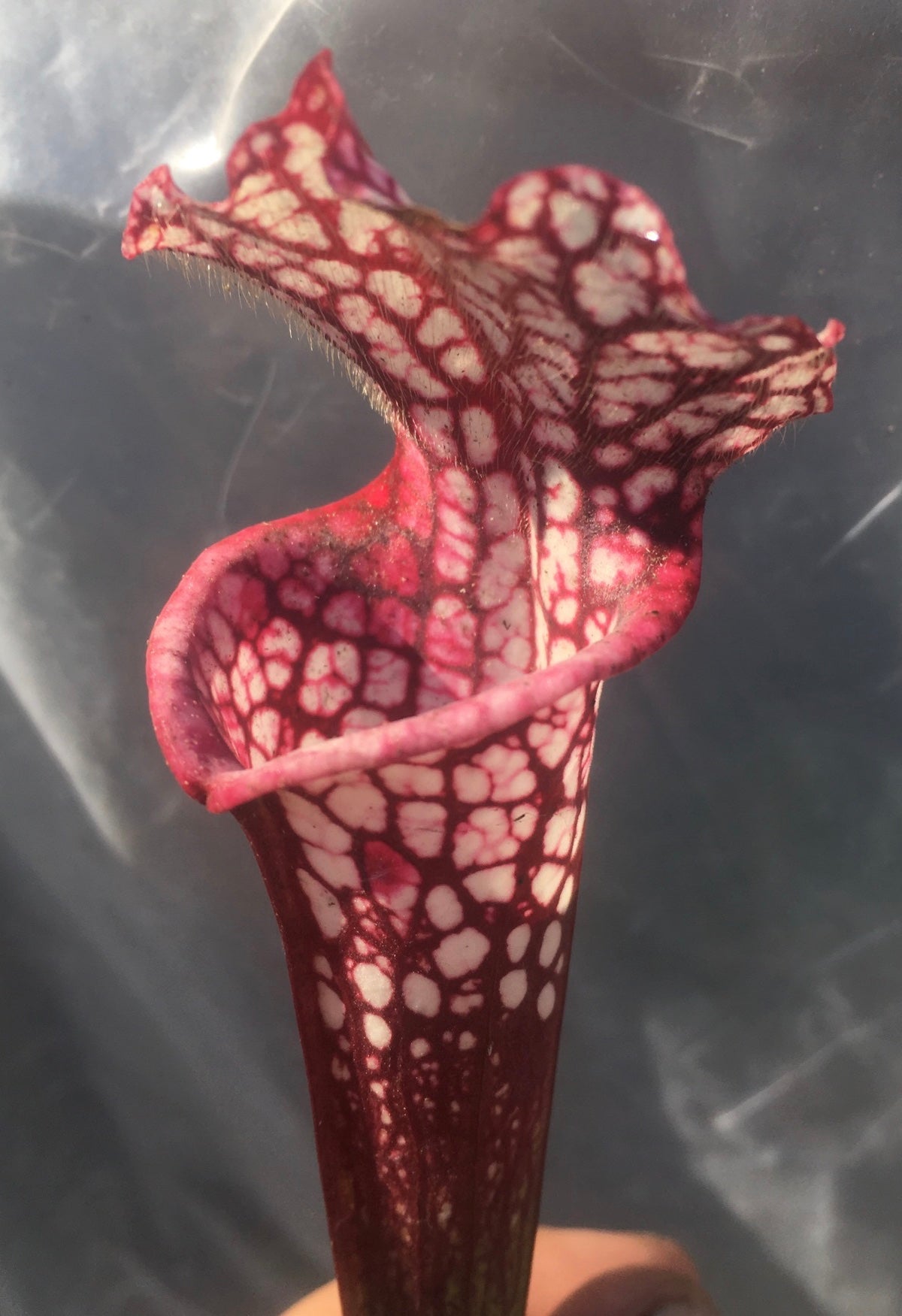 Sarracenia leucophylla 'Tarnok'