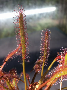Drosera capensis 'Red' (Cape Sundew 'Red')