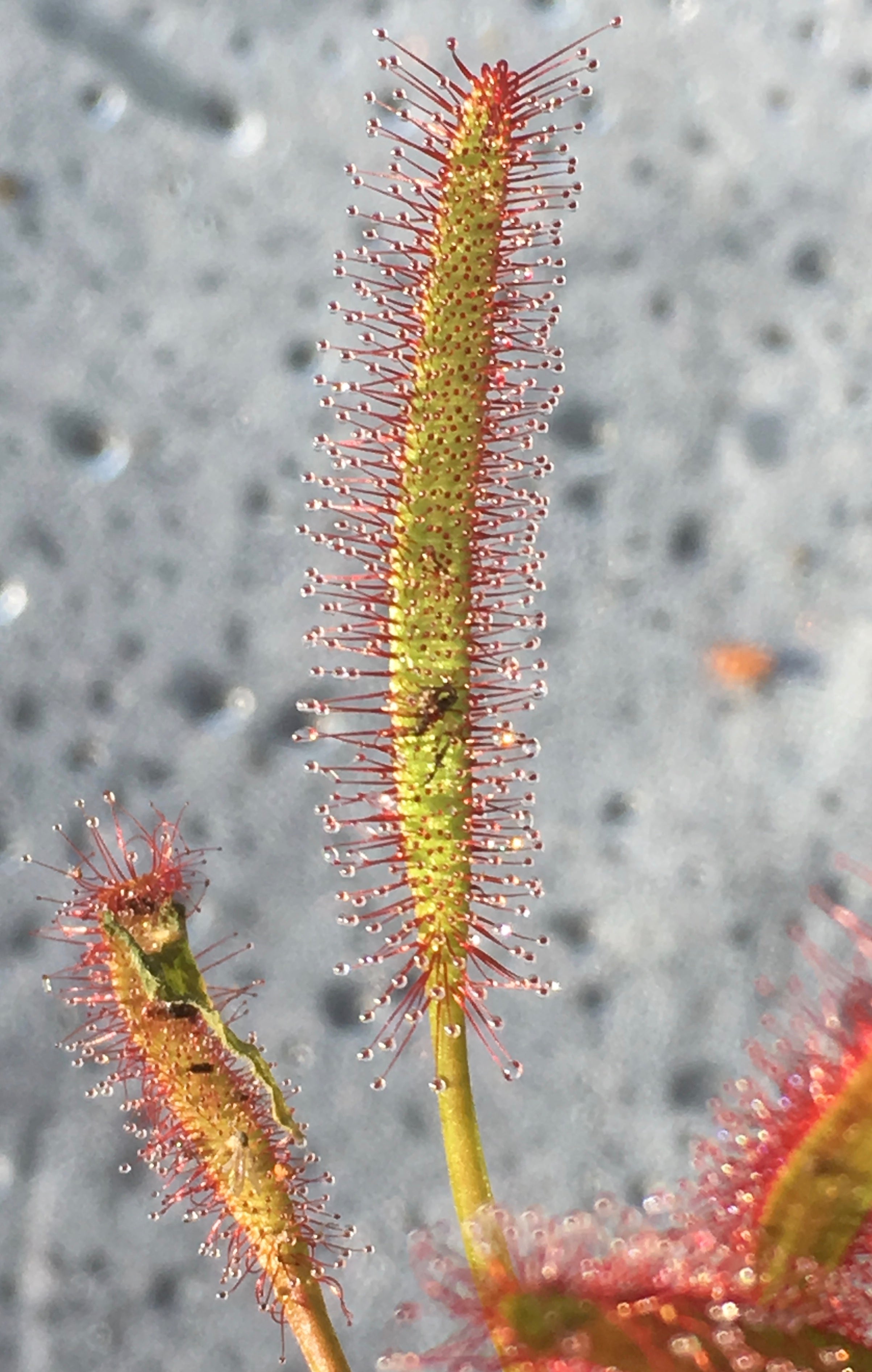 Drosera capensis 'Red' (Cape Sundew 'Red')
