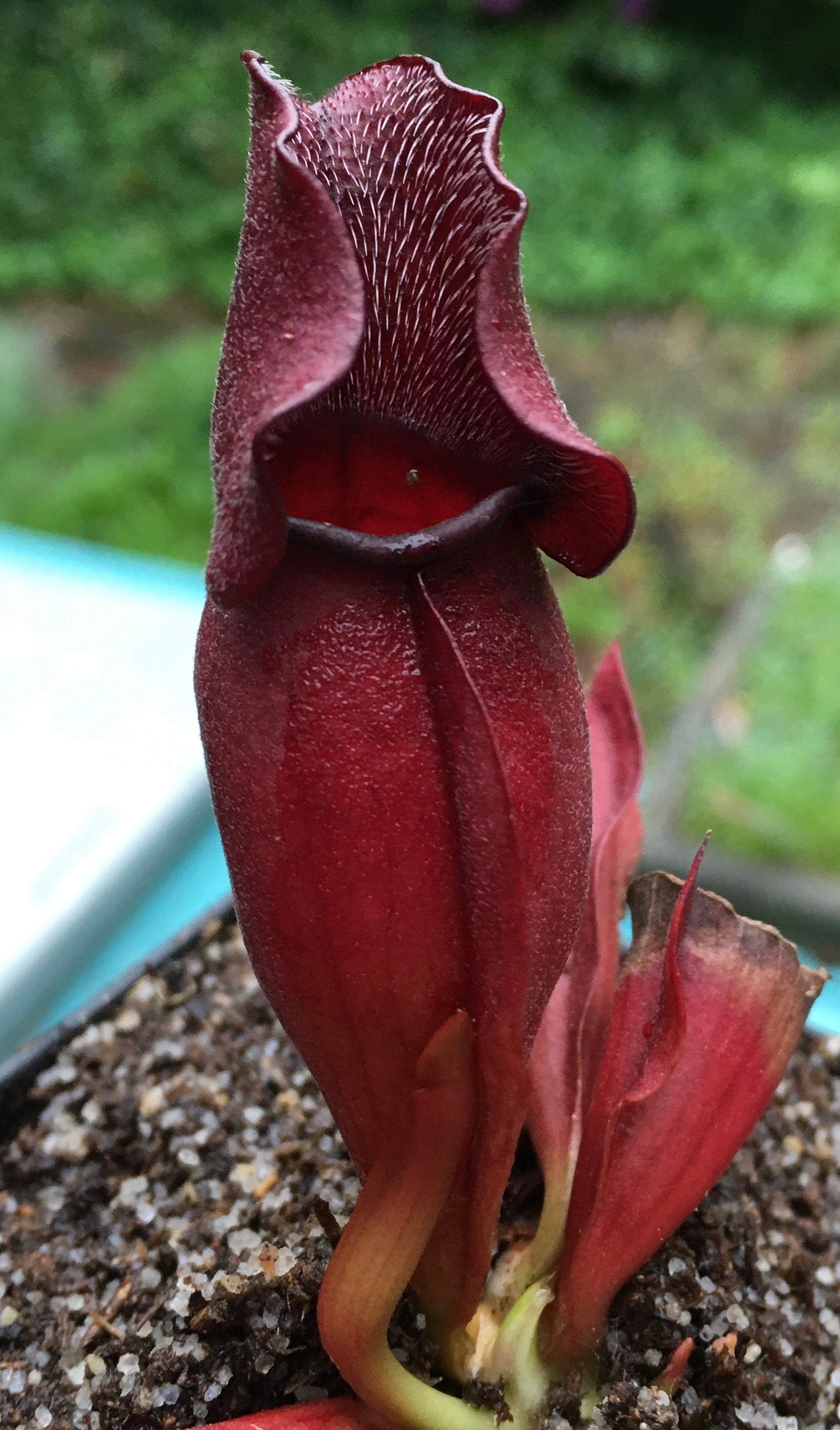 Sarracenia purpurea venosa "All Red"