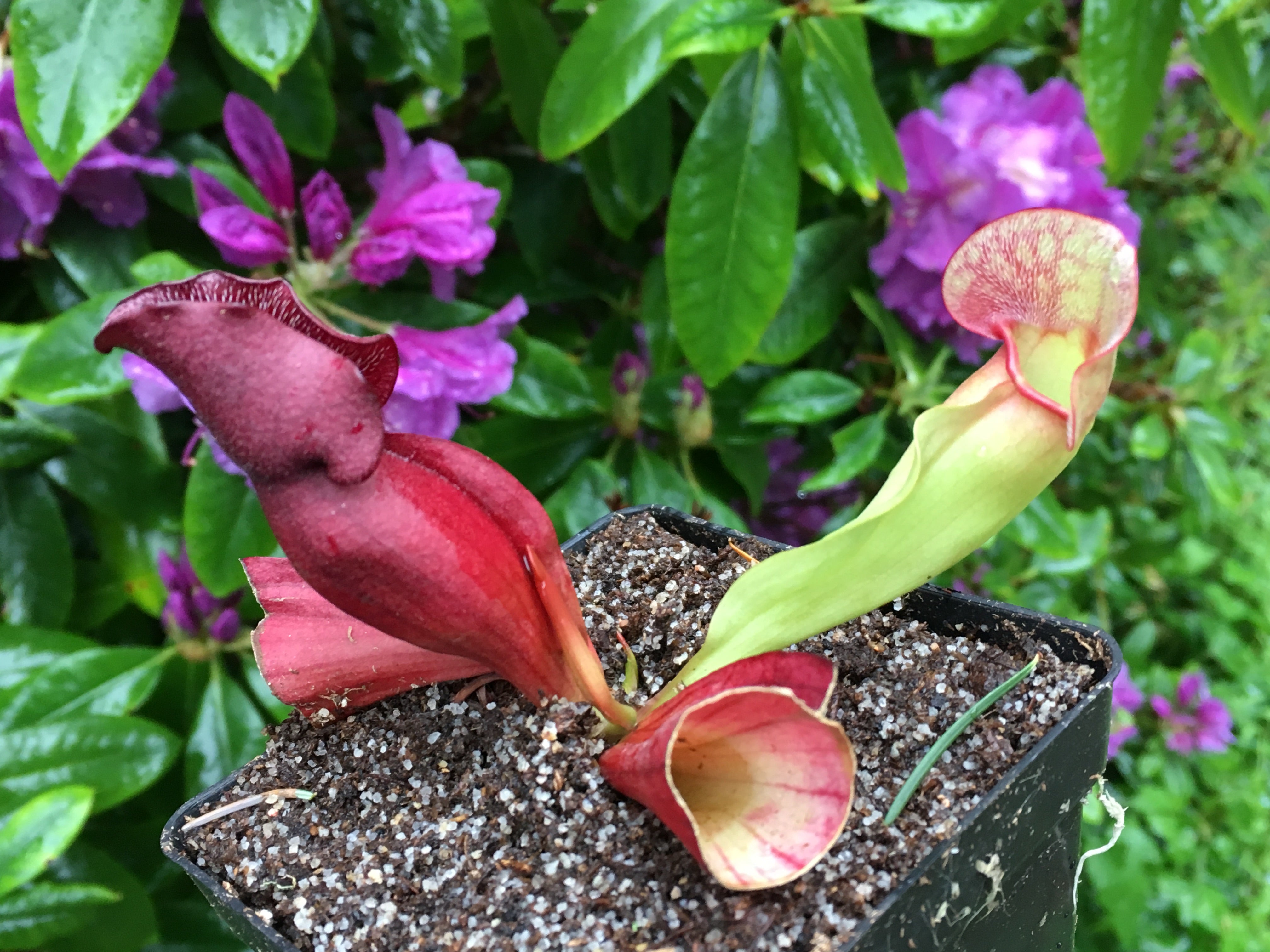 Sarracenia purpurea venosa "All Red"