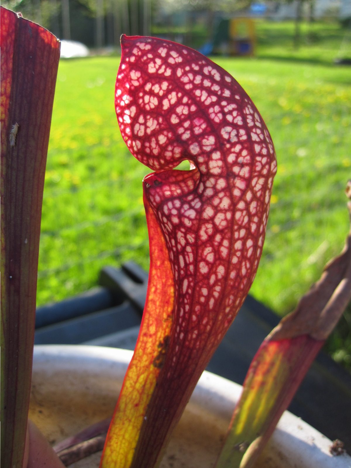 Sarracenia 'Scarlet Belle'