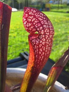 Sarracenia 'Scarlet Belle'