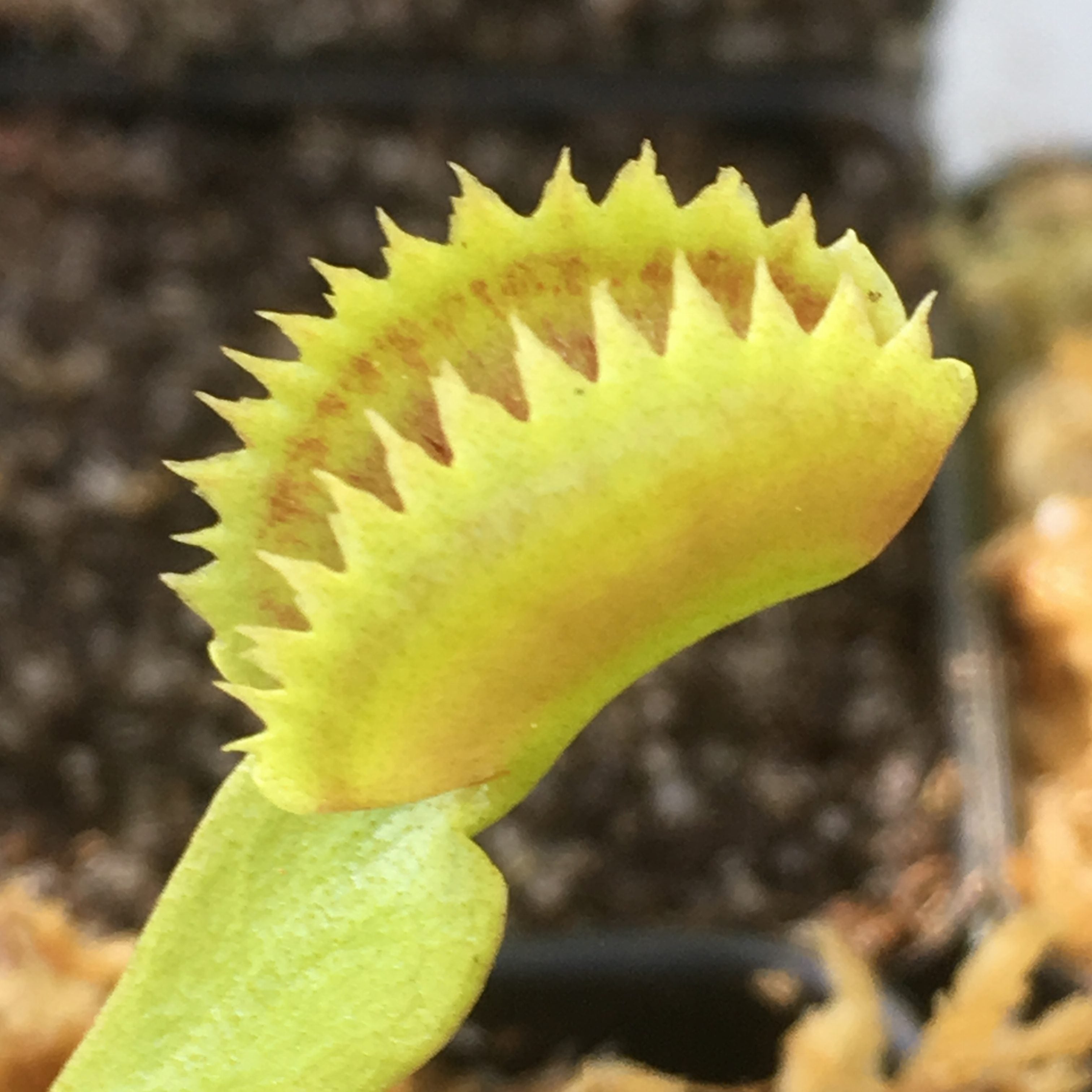 Venus Flytrap "Savage Sun" x open pollinated 10+ Seeds