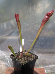 Sarracenia 'Scarlet Belle'