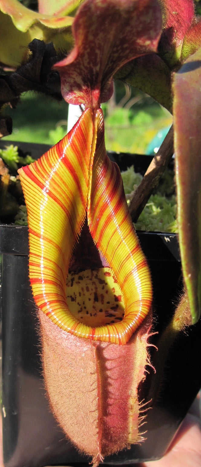 Nepenthes veitchii (Pink leaves and pitchers)