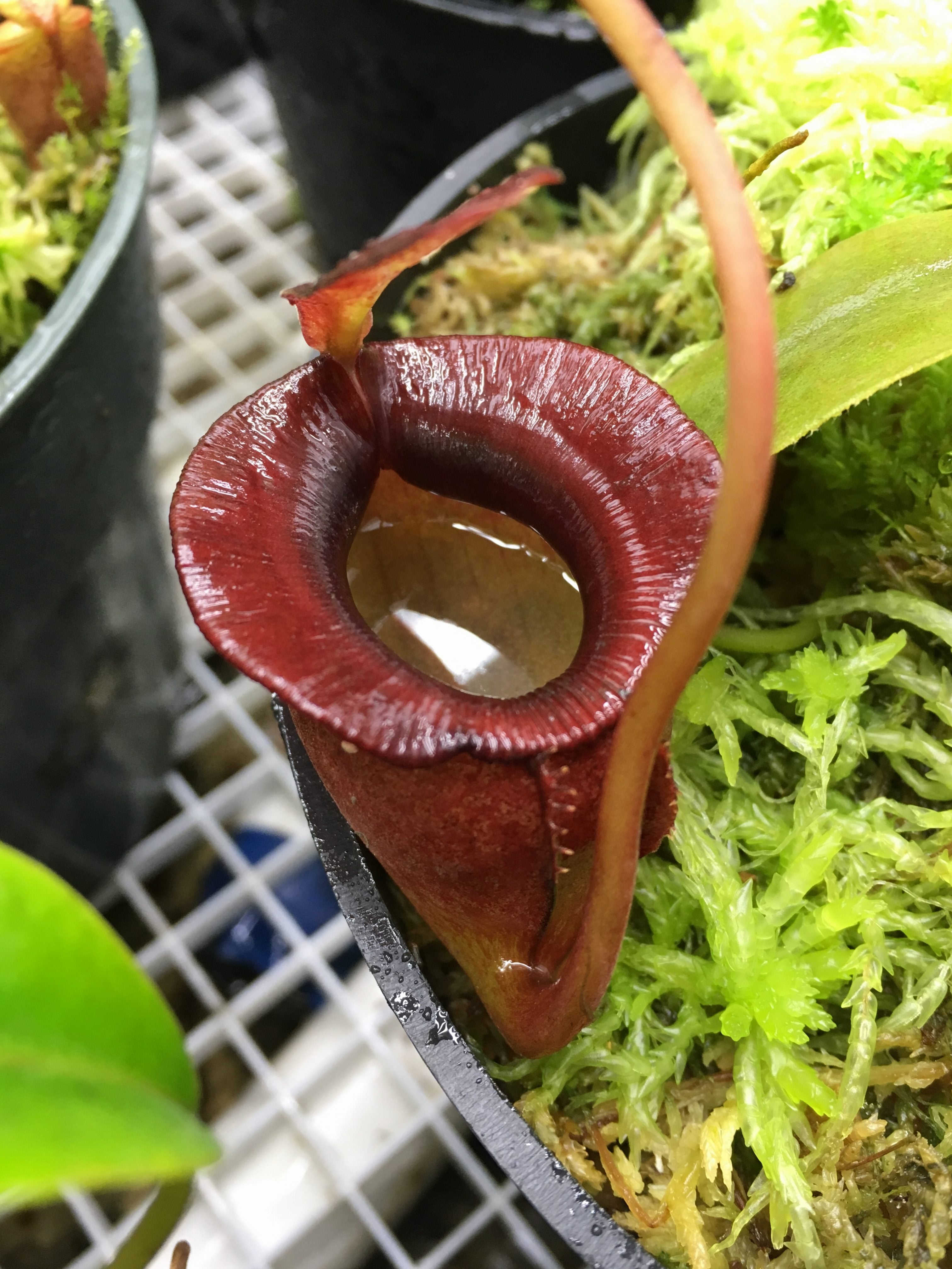 Nepenthes jacquelineae (Seed Grown)