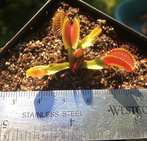 Venus Flytrap 'Big Mouth'