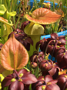Sarracenia flava var. cuprea, Mcpherson's F219