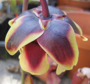 Sarracenia x courtii ‘Chimera’