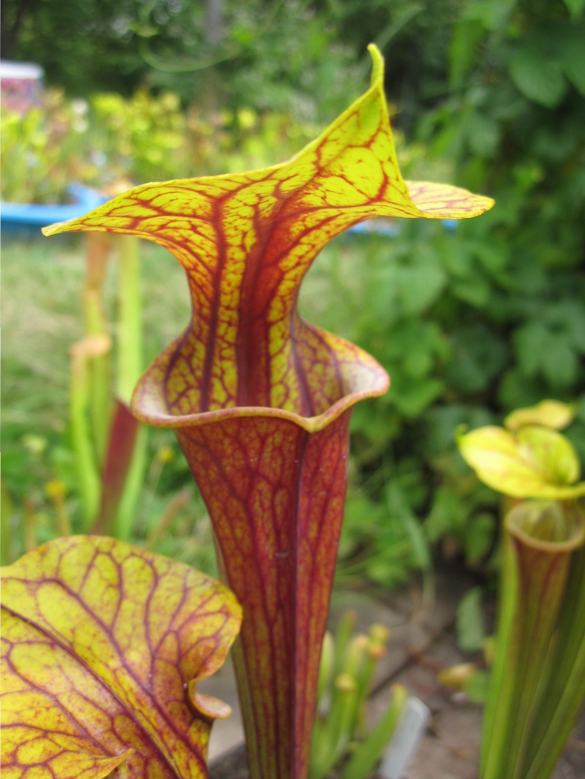 Sarracenia flava var ornata, Bay County, Florida.