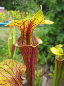 Sarracenia flava var ornata, Bay County, Florida.