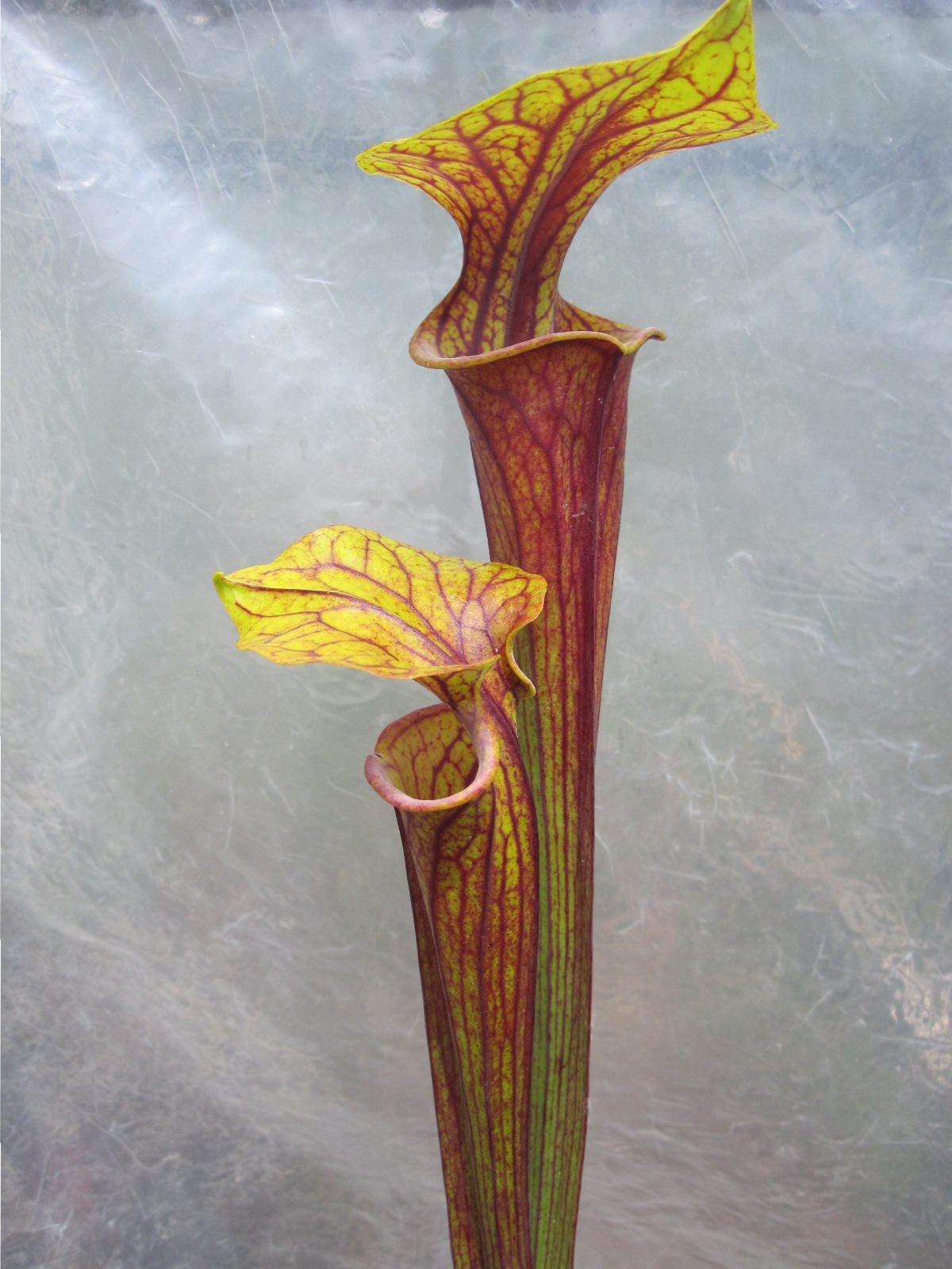 Sarracenia flava var ornata, Bay County, Florida.