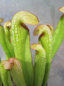 Sarracenia minor