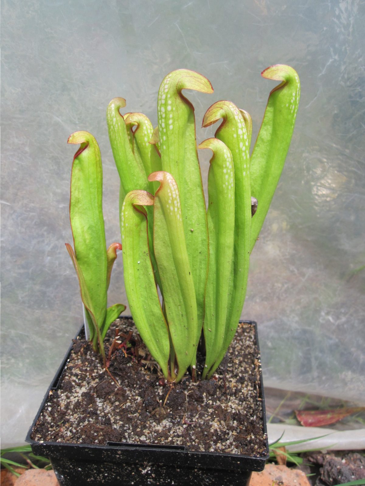 Sarracenia minor