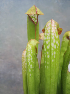 Sarracenia minor