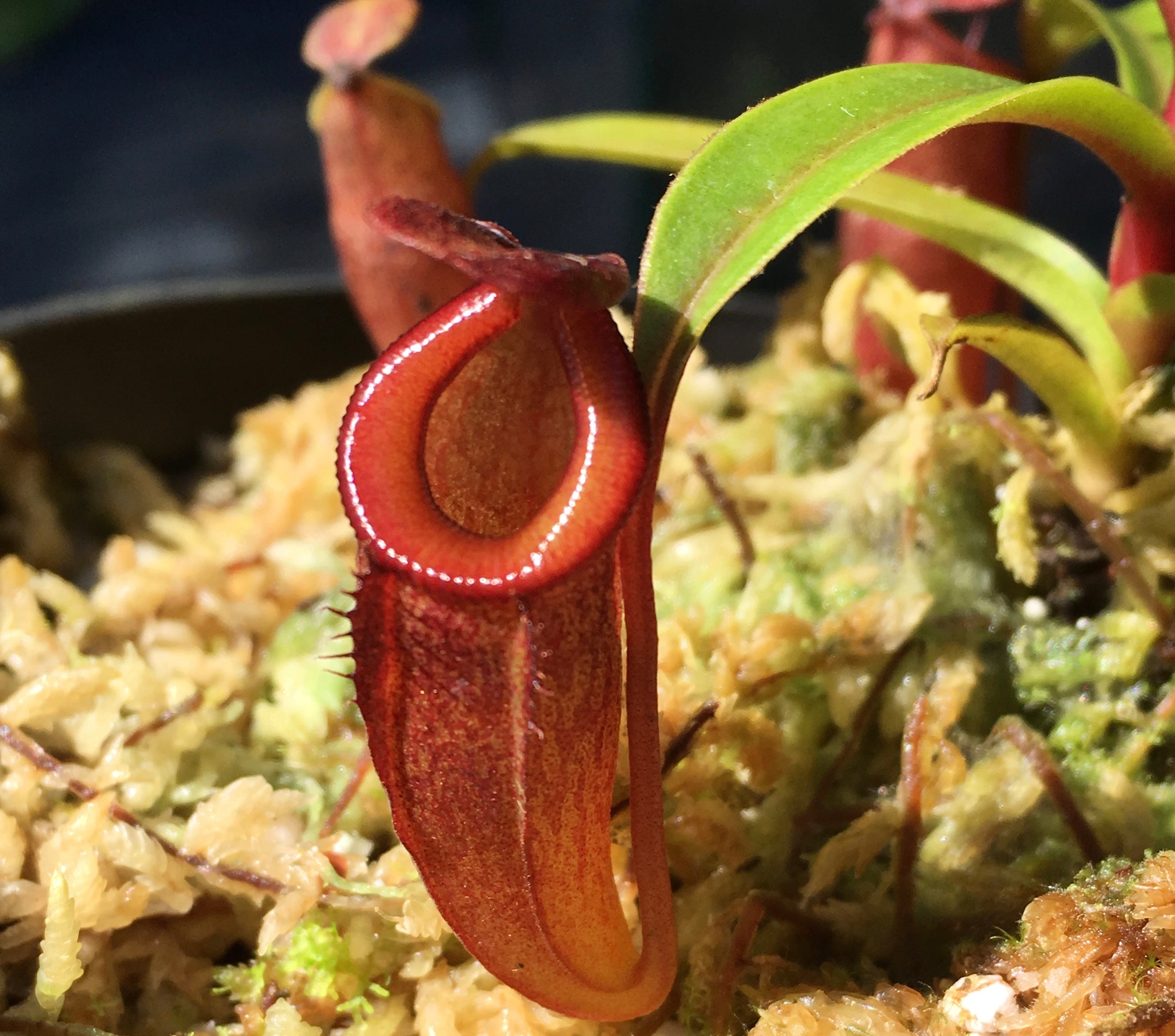 Nepenthes dubia (Seed Grown)