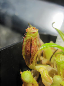 Nepenthes dubia (Seed Grown)
