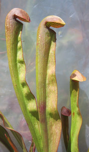 Sarracenia minor var. okefenokeensis CPS Clone 2 "Giant woody pitchers, smaller fenestrations"