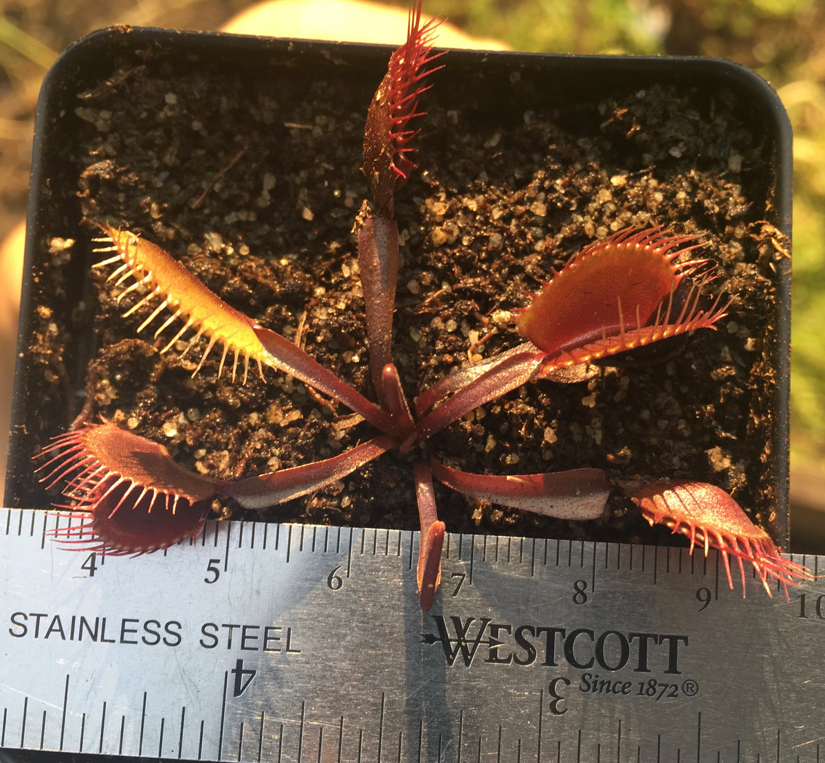 Venus Flytrap 'Pink Venus' Carnivorous Plant Store