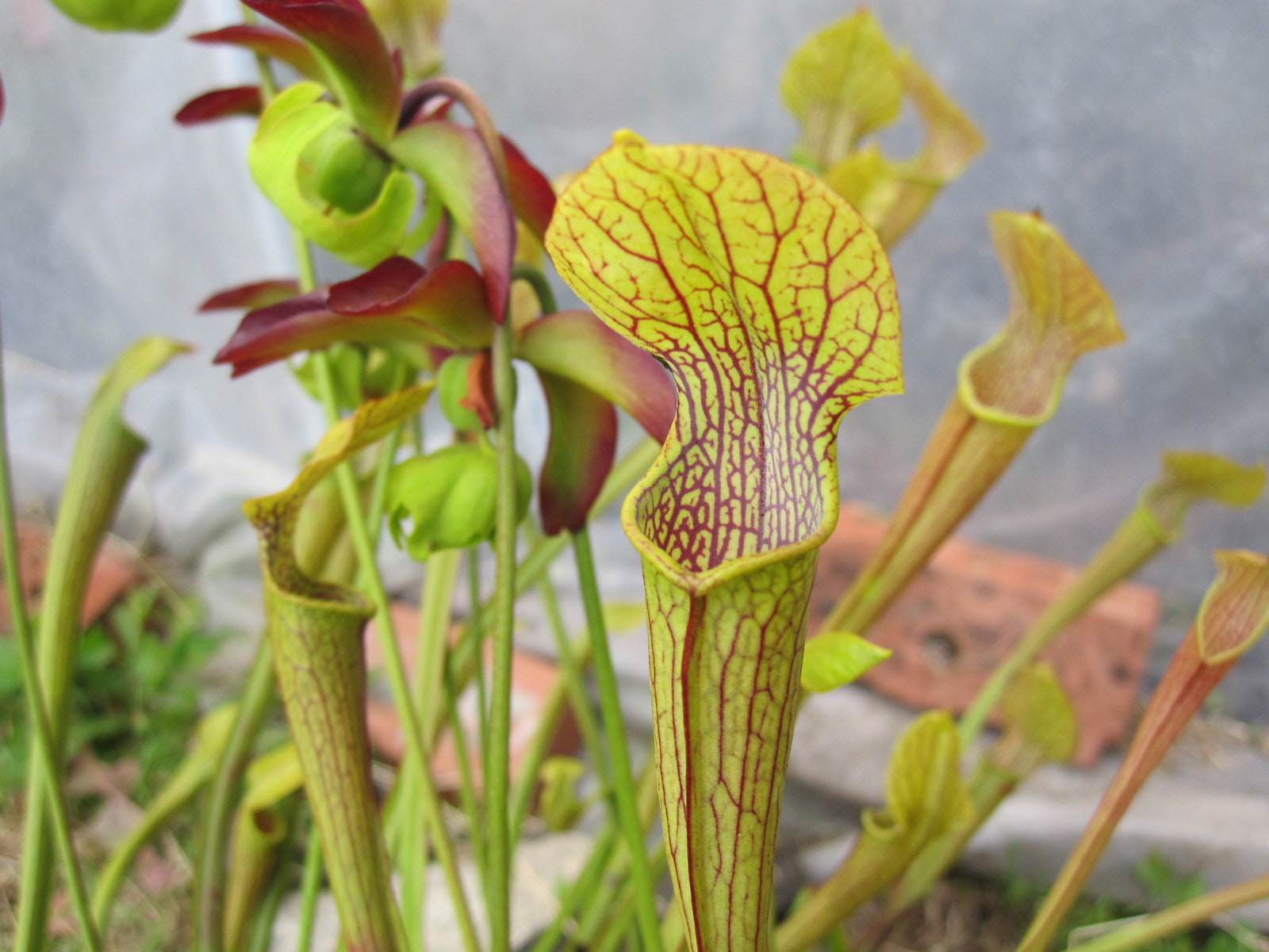 Sarracenia jonseii "Profuse flowering clone"