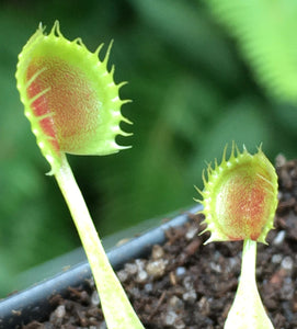 Venus Flytrap 'Cup Trap'