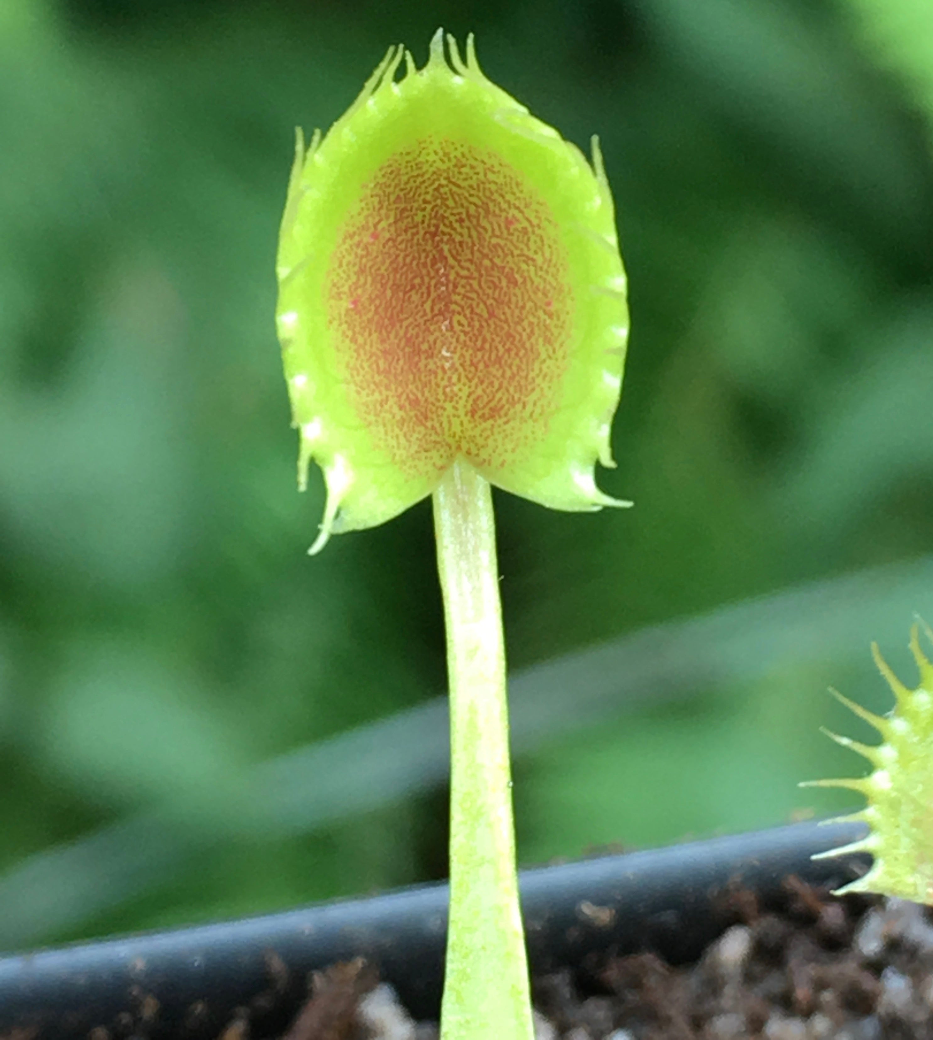 Venus Flytrap 'Cup Trap'