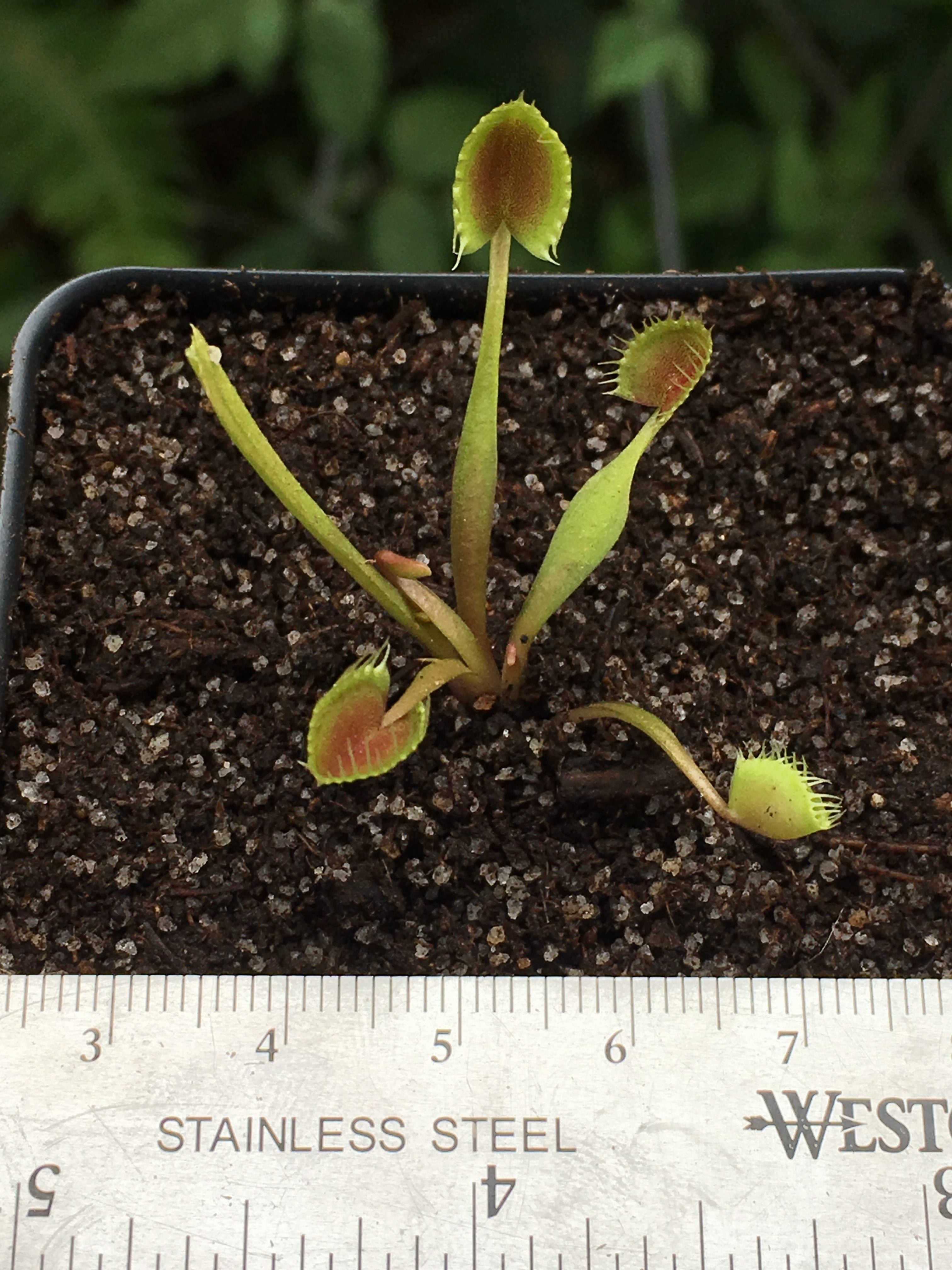 Venus Flytrap 'Cup Trap'