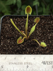 Venus Flytrap 'Cup Trap'