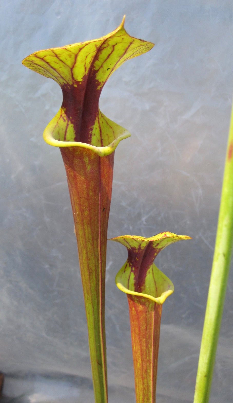 Sarracenia flava var. atropurpurea "Wistuba Clone"