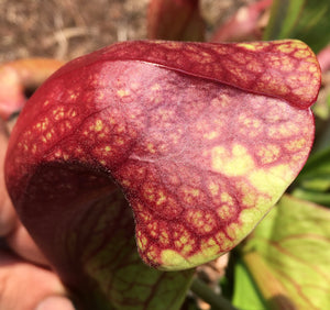Sarracenia x courtii ‘Chimera’