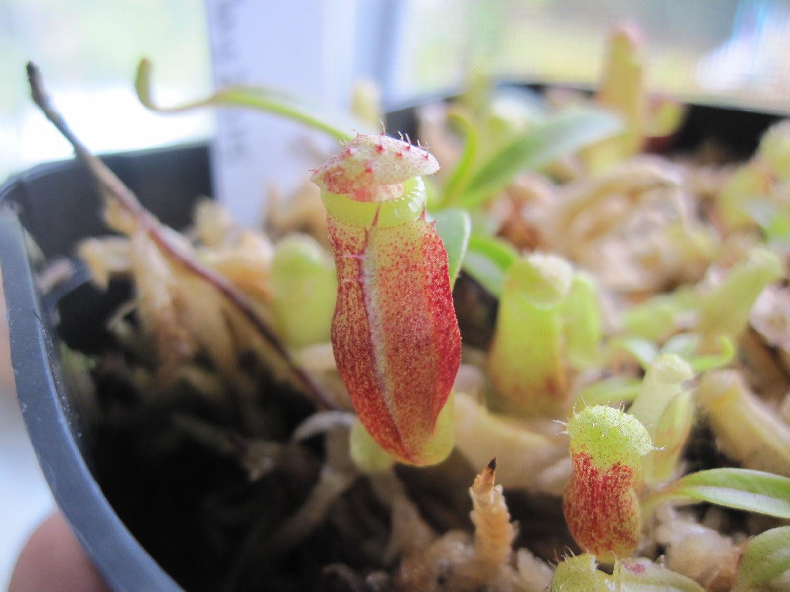 Nepenthes dubia (Seed Grown)