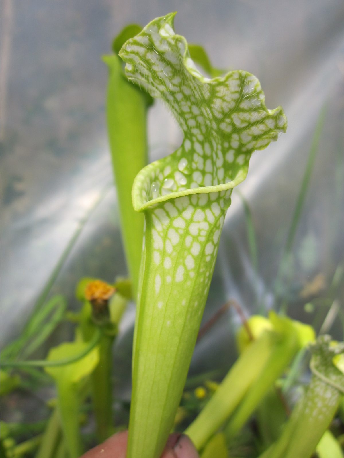 Sarracenia leucophylla f. viridescens (Anthocyanin Free)